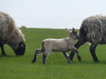 FZ004628 Little lamb running.jpg